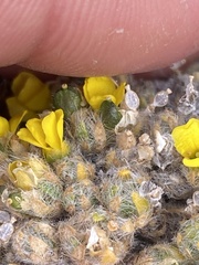 Draba