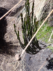 Baccharis genistelloides