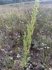 Artemisia campestris caudata