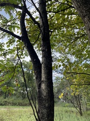 Lycorma delicatula