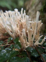 Sebacina schweinitzii