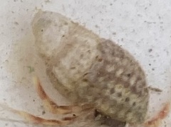 Ilyanassa trivittata