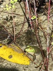 Lithobates catesbeianus
