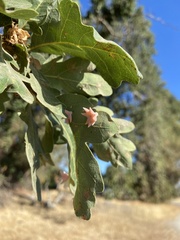 Cynips douglasii