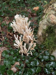 Sebacina schweinitzii