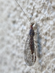 Chrysopinae