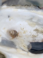 Ilyanassa trivittata