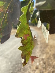 Cynips douglasii
