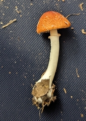 Leucoagaricus rubrotinctus