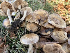 Hebeloma aanenii