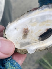 Ilyanassa trivittata