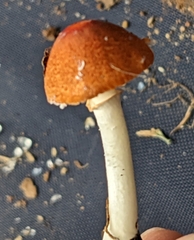 Leucoagaricus rubrotinctus
