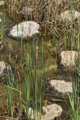 Typha angustifolia