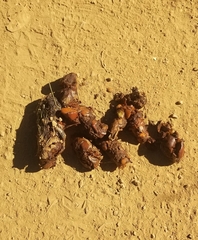 Urocyon cinereoargenteus