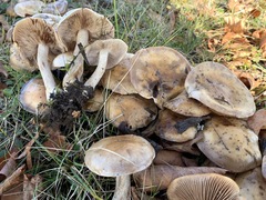 Hebeloma aanenii