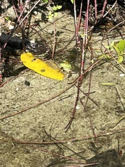 Lithobates catesbeianus