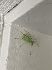 Meconema thalassinum