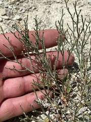 Eriogonum ephedroides