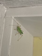 Meconema thalassinum