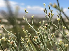 Eriogonum ephedroides