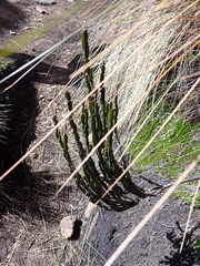 Baccharis genistelloides