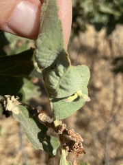 Atrusca clavuloides