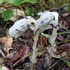 Monotropastrum humile