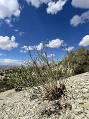 Eriogonum ephedroides