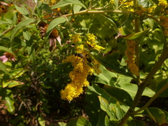 Isodontia