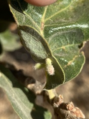 Atrusca clavuloides