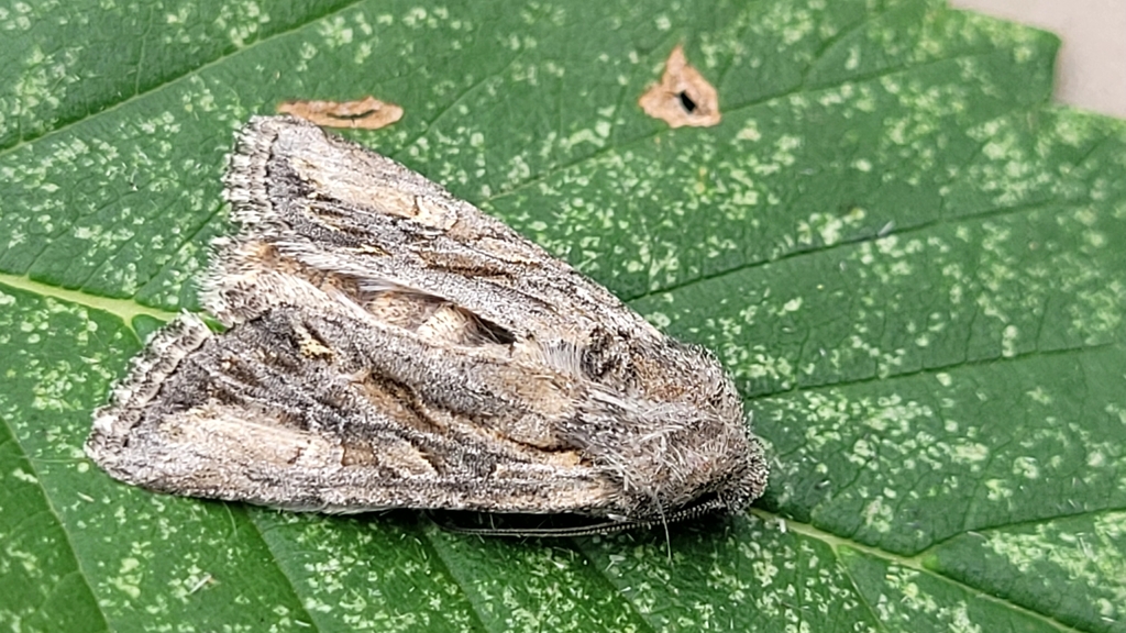 Lacinipolia longiclava
