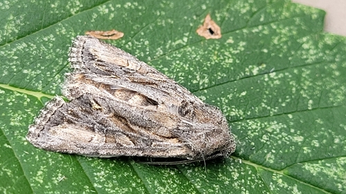 Lacinipolia longiclava