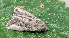 Lacinipolia