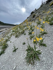Sonchus arvensis uliginosus