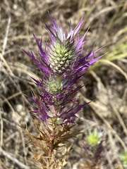 Eryngium leavenworthii