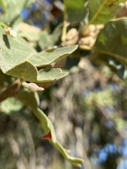 Atrusca clavuloides