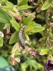 Pyrrhia