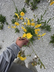 Sonchus arvensis uliginosus