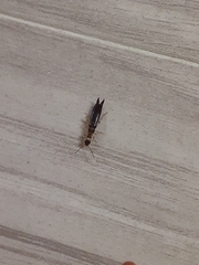 Euborellia annulipes