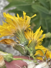 Sonchus arvensis uliginosus