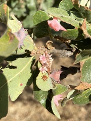 Cynips douglasii