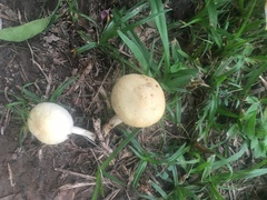 Agrocybe pediades