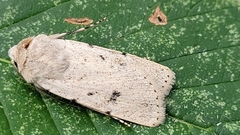 Euxoa tronellus