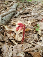 Monotropa hypopitys