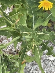 Sonchus arvensis uliginosus