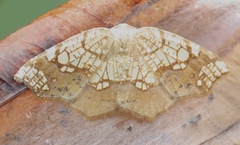 Nematocampa resistaria