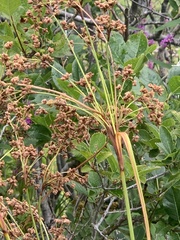 Scirpus microcarpus