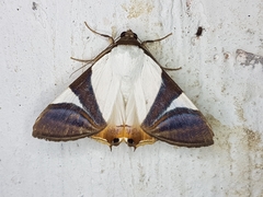 Eulepidotis argyritis