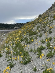 Sonchus arvensis uliginosus