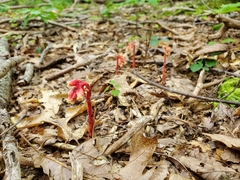 Monotropa hypopitys
